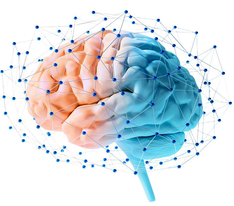 Bicolored brain with neural network connections